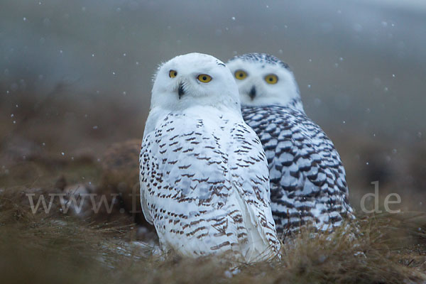 Schnee-Eule (Bubo scandiacus)