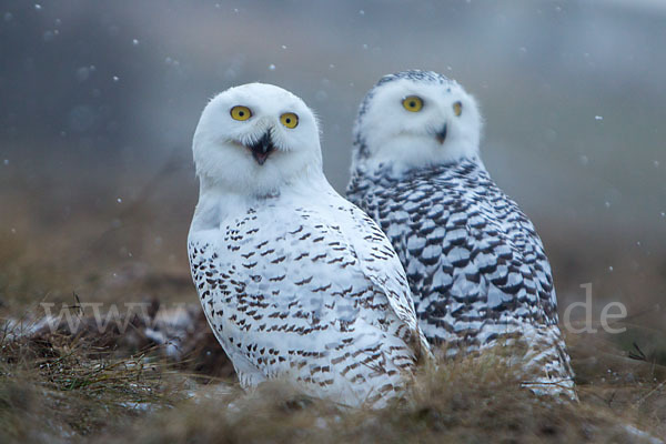 Schnee-Eule (Bubo scandiacus)