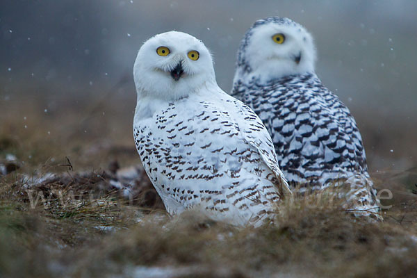 Schnee-Eule (Bubo scandiacus)