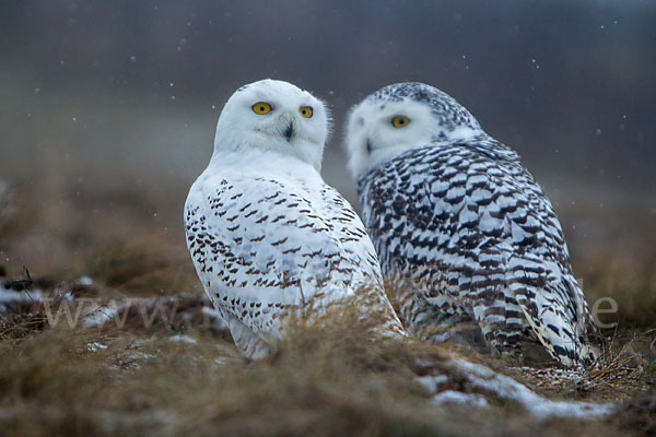 Schnee-Eule (Bubo scandiacus)