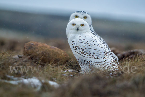 Schnee-Eule (Bubo scandiacus)