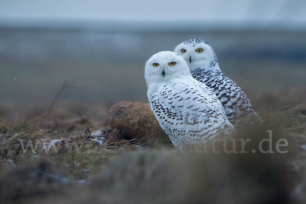 Schnee-Eule (Bubo scandiacus)