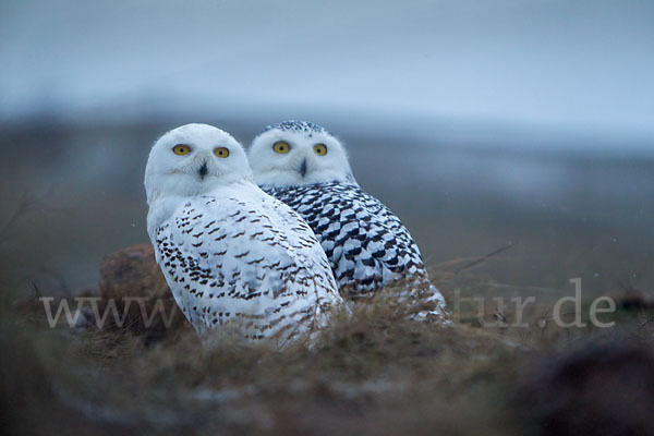 Schnee-Eule (Bubo scandiacus)