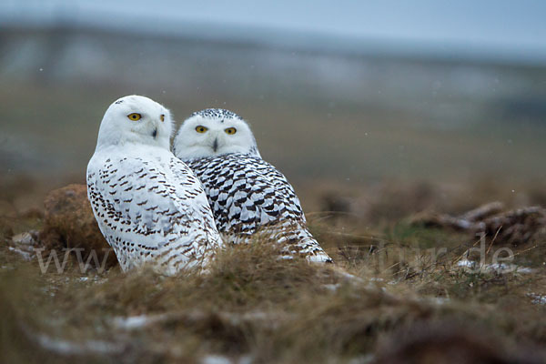 Schnee-Eule (Bubo scandiacus)