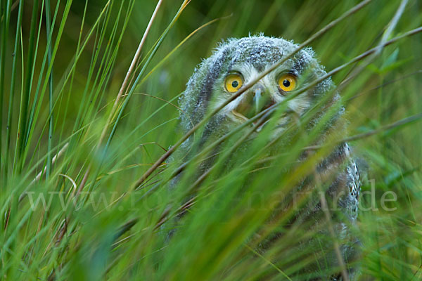 Schnee-Eule (Bubo scandiacus)