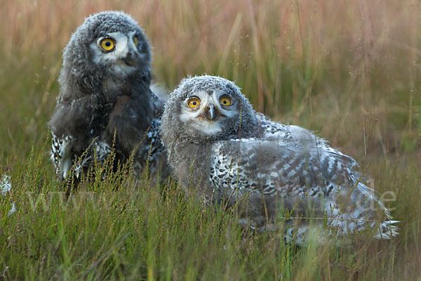 Schnee-Eule (Bubo scandiacus)