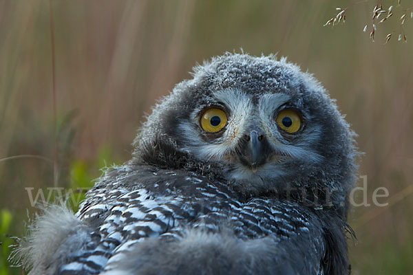 Schnee-Eule (Bubo scandiacus)