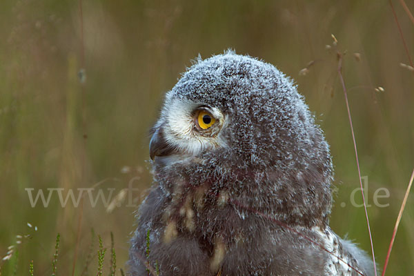 Schnee-Eule (Bubo scandiacus)