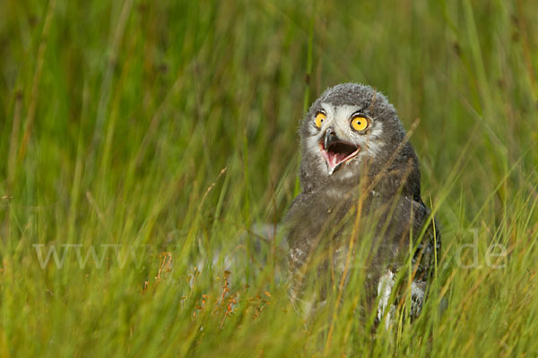 Schnee-Eule (Bubo scandiacus)