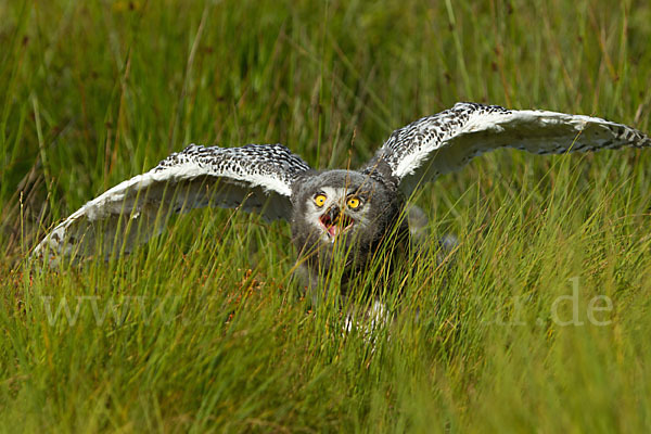 Schnee-Eule (Bubo scandiacus)