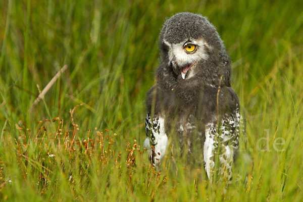 Schnee-Eule (Bubo scandiacus)