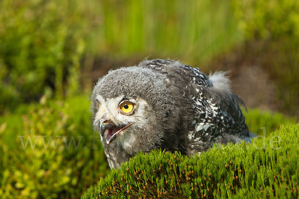 Schnee-Eule (Bubo scandiacus)