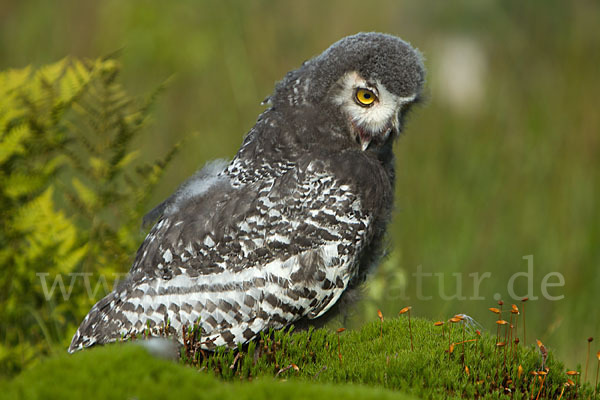 Schnee-Eule (Bubo scandiacus)