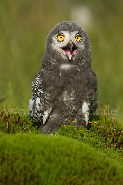 Schnee-Eule (Bubo scandiacus)