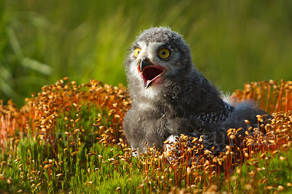 Schnee-Eule (Bubo scandiacus)