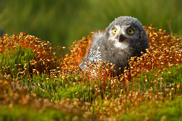 Schnee-Eule (Bubo scandiacus)