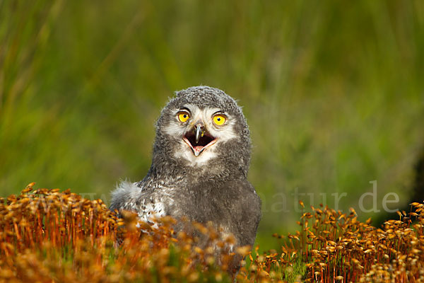 Schnee-Eule (Bubo scandiacus)