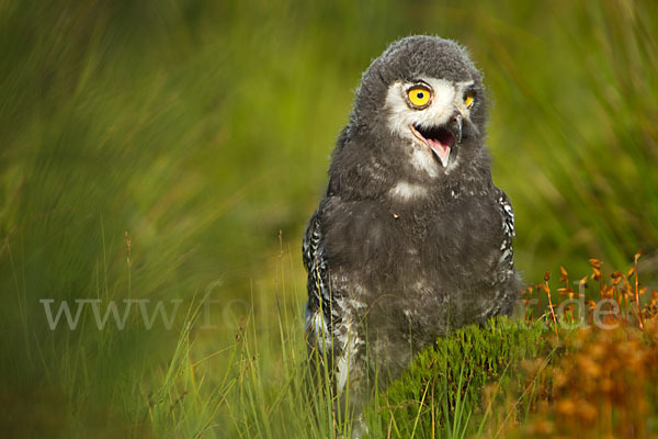 Schnee-Eule (Bubo scandiacus)