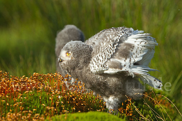 Schnee-Eule (Bubo scandiacus)