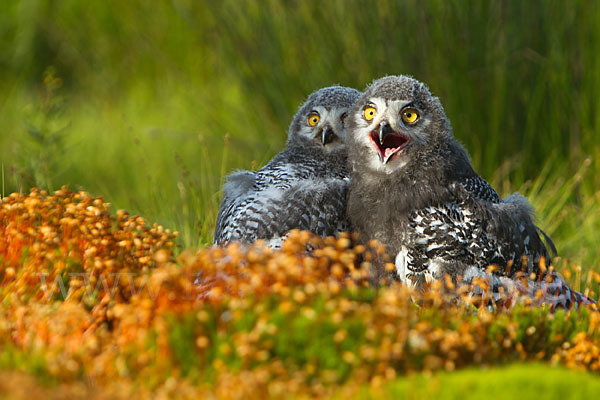 Schnee-Eule (Bubo scandiacus)