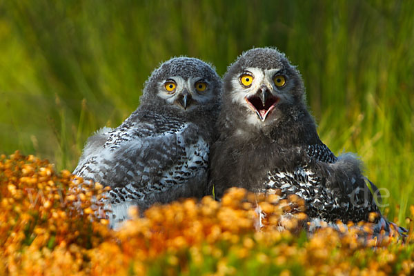 Schnee-Eule (Bubo scandiacus)