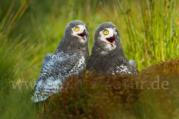 Schnee-Eule (Bubo scandiacus)