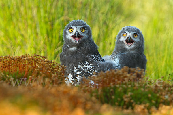 Schnee-Eule (Bubo scandiacus)