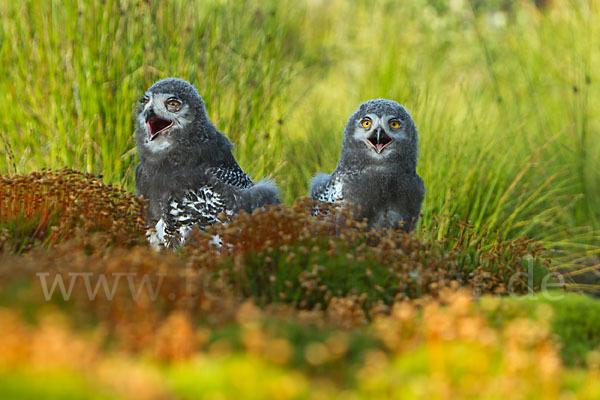 Schnee-Eule (Bubo scandiacus)