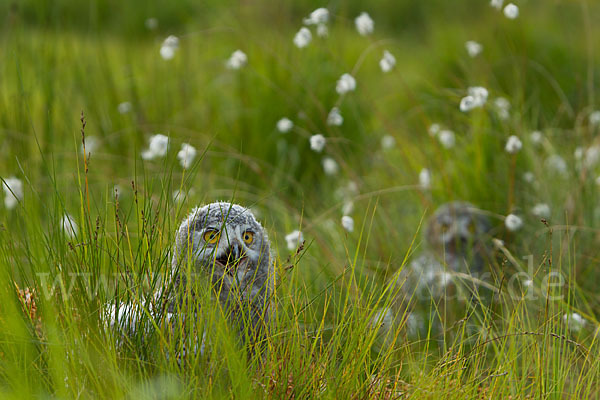 Schnee-Eule (Bubo scandiacus)