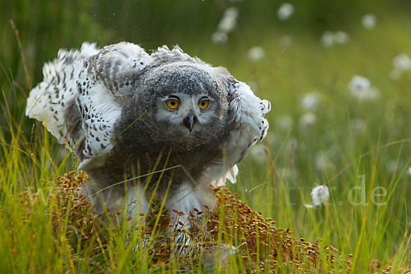 Schnee-Eule (Bubo scandiacus)