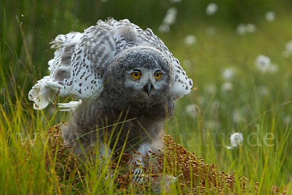 Schnee-Eule (Bubo scandiacus)