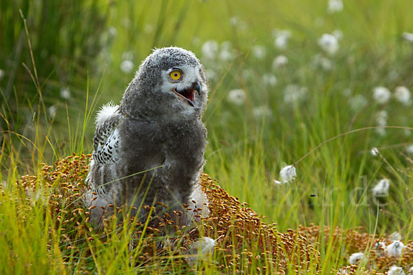 Schnee-Eule (Bubo scandiacus)