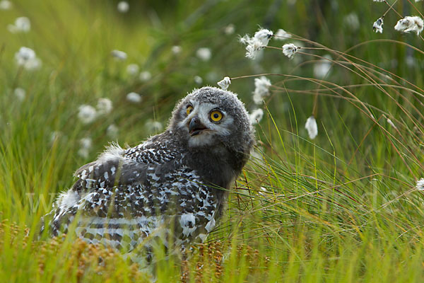 Schnee-Eule (Bubo scandiacus)