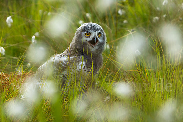 Schnee-Eule (Bubo scandiacus)