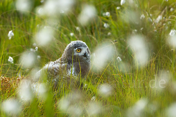 Schnee-Eule (Bubo scandiacus)