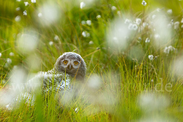 Schnee-Eule (Bubo scandiacus)