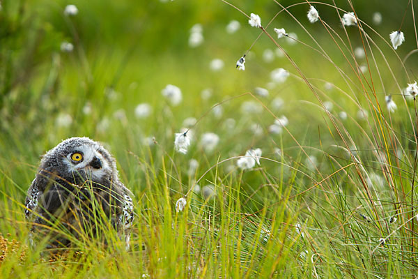 Schnee-Eule (Bubo scandiacus)