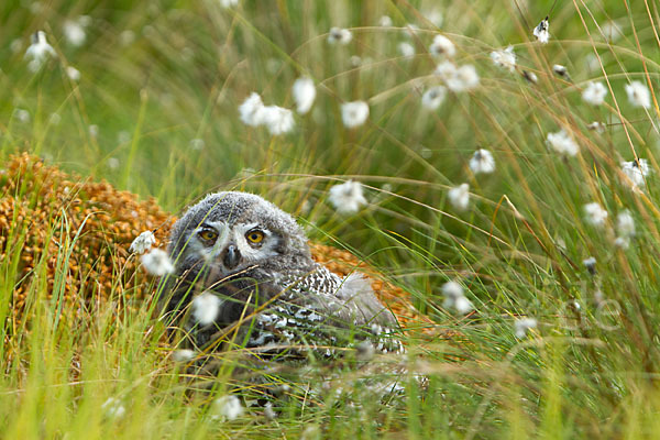 Schnee-Eule (Bubo scandiacus)