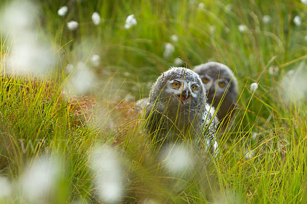 Schnee-Eule (Bubo scandiacus)