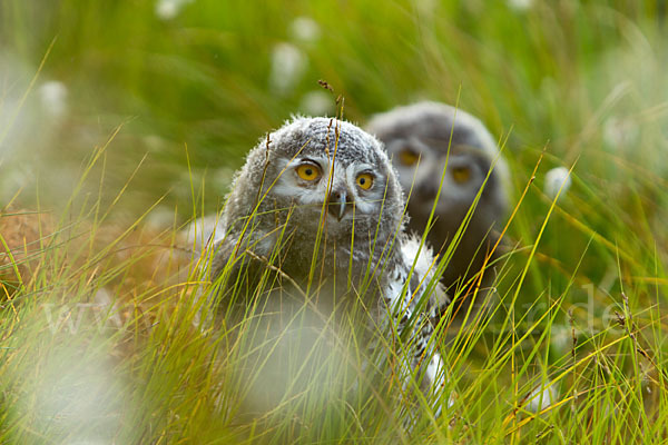 Schnee-Eule (Bubo scandiacus)