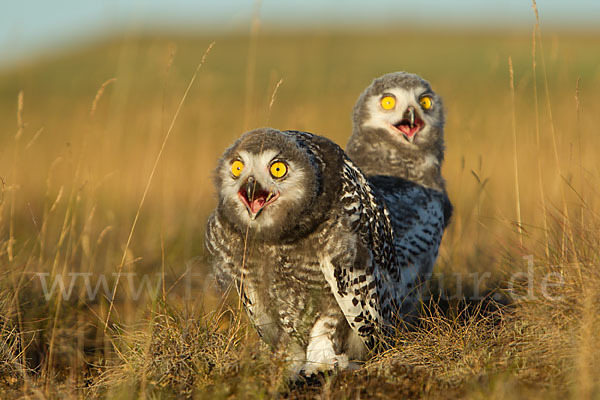 Schnee-Eule (Bubo scandiacus)