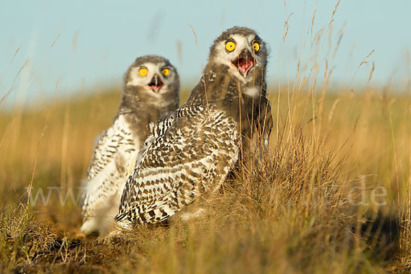 Schnee-Eule (Bubo scandiacus)