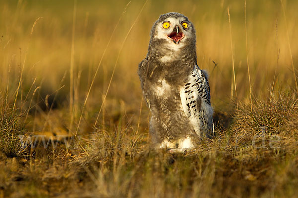 Schnee-Eule (Bubo scandiacus)