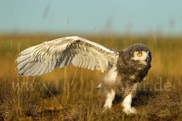 Schnee-Eule (Bubo scandiacus)