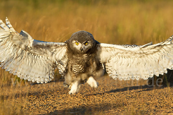 Schnee-Eule (Bubo scandiacus)