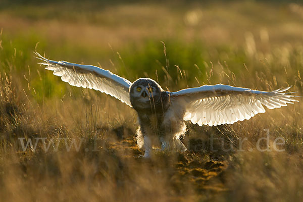 Schnee-Eule (Bubo scandiacus)