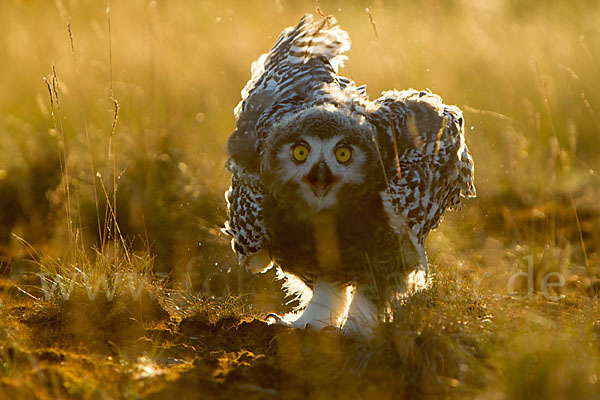 Schnee-Eule (Bubo scandiacus)