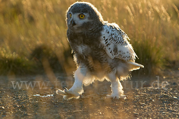 Schnee-Eule (Bubo scandiacus)