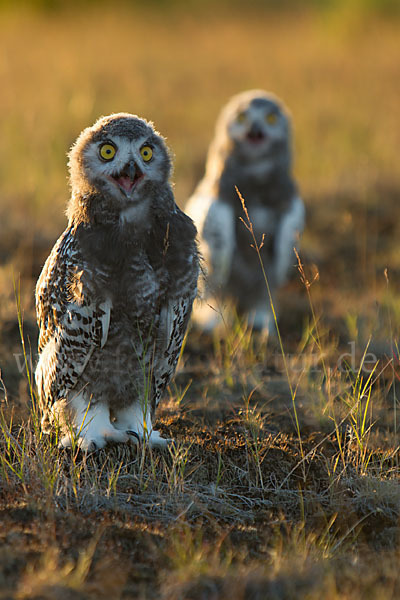 Schnee-Eule (Bubo scandiacus)