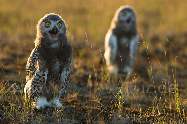 Schnee-Eule (Bubo scandiacus)